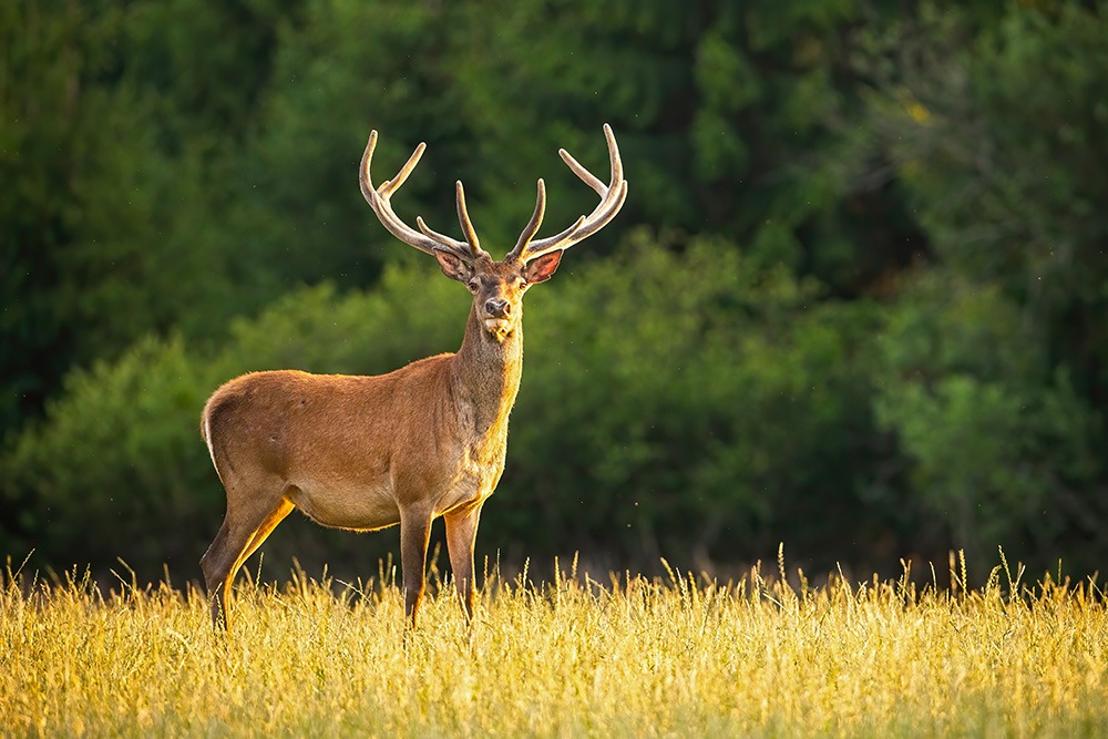 Propriété de chasse en Sologne 