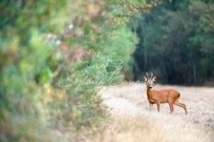 Propriété de Chasse en Sologne