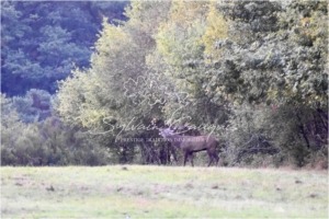 Propriété à vendre en Sologne